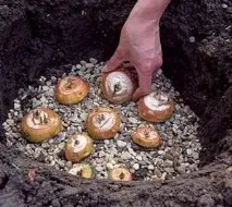 гладіолусів