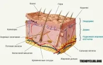 истината