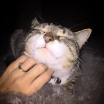 З’явився сайт, де просто нескінченно мурчить котик нескінченно