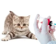 З якого часу можна каструвати кота і робити щеплення якого