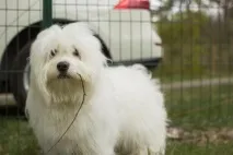 Собака кусає і лиже лапи - причини, як допомогти собака