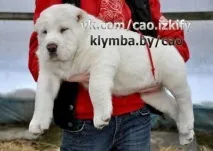 Собаки та цуценята у Благовіщенську Ірлайн-дог
