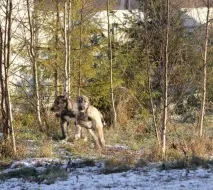 Собаки та цуценята у Благовіщенську собаки