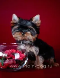 Собаки та цуценята у Благовіщенську собаки