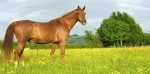 Сонник рудий кінь до чого сниться рудий кінь уві сні сниться
