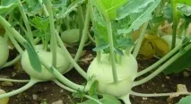 Сорти кольрабі, Вирости сад! капусти кольрабі