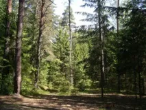 Сонник Ліс темний, що горить уві сні бачити, до чого сниться горить