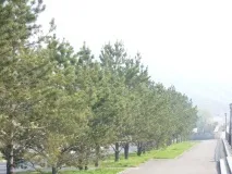 Сосна звичайна у Красноярську, Елітний сад. красноярську