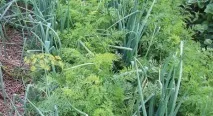 Засіб від морквяної мухи того