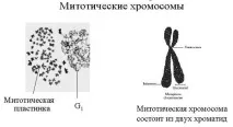 Існує 4 види репродукції (розмноження) клітин амітоз, мітоз, мейоз, ендомітоз існує