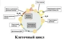 Існує 4 види репродукції (розмноження) клітин амітоз, мітоз, мейоз, ендомітоз існує