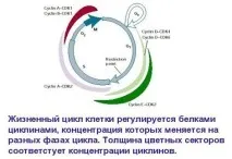 Існує 4 види репродукції (розмноження) клітин амітоз, мітоз, мейоз, ендомітоз репродукції