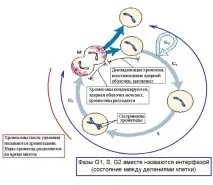 Існує 4 види репродукції (розмноження) клітин амітоз, мітоз, мейоз, ендомітоз види