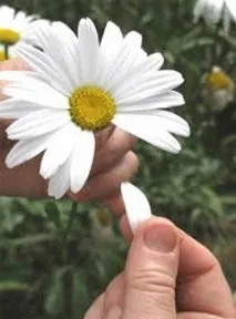 Сценарій проведення Дня знань для 5 класу «Ворожіння на ромашці» - Сценарії Дня знань - Шкільні знань