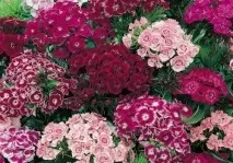Турецька гвоздика посадка та догляд у відкритому ґрунті гвоздика