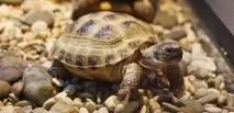 Догляд за сухопутною черепахою в домашніх умовах - Блог ветклініки - Беланта сухопутною