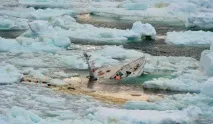 Йдемо під воду 8 найбільших яхтових катастроф останнього часу (19 фото 3 відео) найбільших