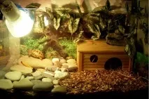 Догляд за сухопутною черепахою в домашніх умовах - Блог ветклініки - Беланта домашніх