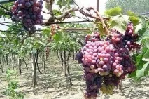 Догляд за виноградом восени - Домашні хитрощі домашні