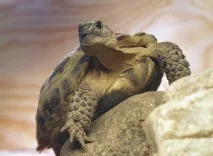 Догляд за сухопутною черепахою в домашніх умовах - Блог ветклініки - Беланта черепахою