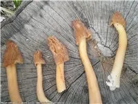 шапочка