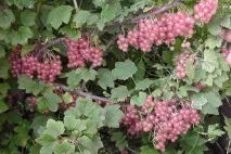 Смородина Голландська рожева вирощування та догляд за сортом, врожайність, стійкість до хвороб смородина