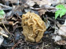 morel