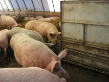 Утримання свиней у домашніх умовах відео утримання