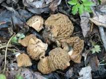 morel