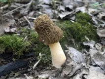 morel