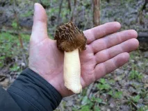 morel