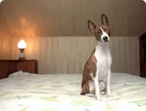 реальні