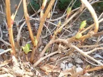 Весняна обробка садів залізним купоросом обробка