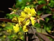 Вербейник види та фото квітів, посадка та догляд на дачі, День дачника догляд