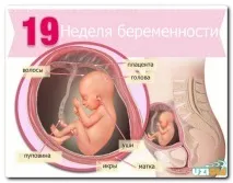 тижні
