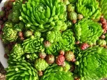 Ось чому церквапросить не носити на могили штучні квіти! носити