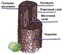 Волосся як дар природи волосся