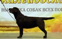 Хендлінг лабрадора, Професійний розплідник лабрадорів Дефіно професійний