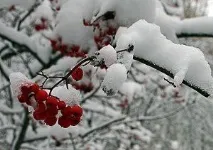 Січень для садівників – плануємо врожай на наступний рік садівників