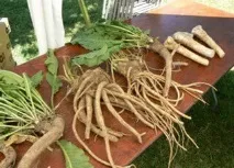 Хрін та його корисні властивості кореня та листя корисні