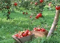 Яблуня Глостер опис та характеристика сорту характеристика