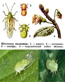 Захист саду обробка яблунь від хвороб та шкідників, Веселий Урожайник саду