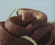 Змія чорна мамба чорна