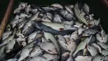 Зимова риболовля на швидких річках вибір місця лову та оснащення швидких