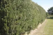 Жива огорожа із сосни звичайної особливості посадки та формування огорожа