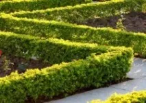 Жива огорожа із сосни звичайної особливості посадки та формування звичайної