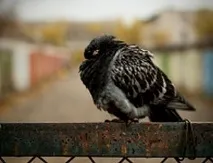 Жителів Петербурга дуже просять не годувати голубів годувати