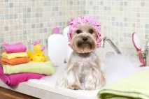 10 корисних порад, як утримувати будинок у чистоті! утримувати