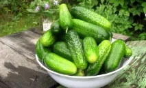 6 причин, чому огірки дають поганий урожай огірки