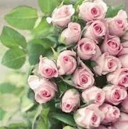 Сонник до чого сняться троянди (червоні, білі) сняться